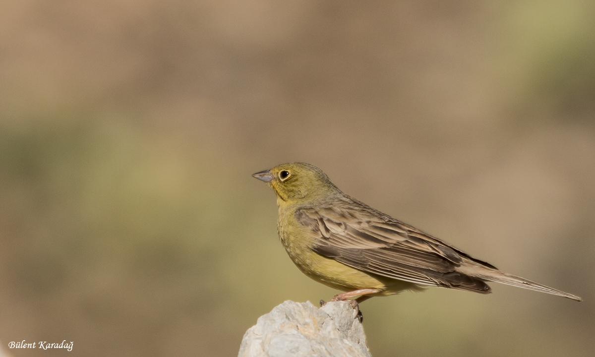 Cinereous Bunting